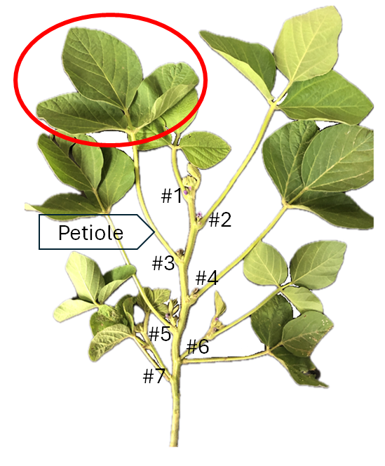Potassium Deficiency in Soybean: Diagnosing Hidden Hunger and Protecting Yield